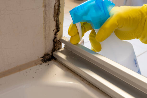 Best Mold Removal Company Near Me  in Angier, NC