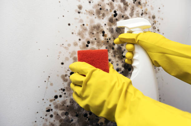 Best Commercial Mold Removal  in Angier, NC