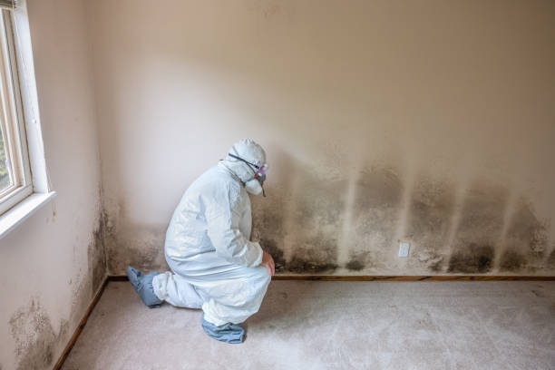Best Mold Remediation  in Angier, NC