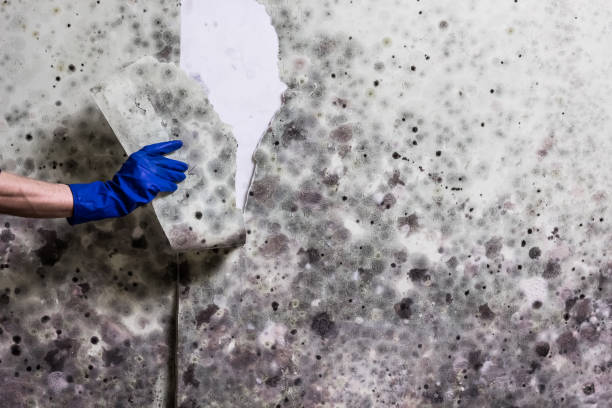 Best Emergency Mold Removal  in Angier, NC