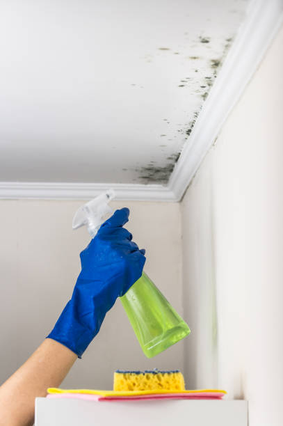 Best Mold Remediation  in Angier, NC